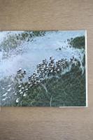 カマルグの馬たち Chevaux de Camargue