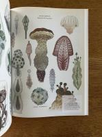 Visual Families : Graphic Storytelling in Design and Illustration