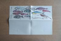 川奈ホテル 奥すき 魚図鑑風 リーフレット 非売品 昭和レトロ 観光ホテル資料