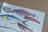 川奈ホテル 奥すき 魚図鑑風 リーフレット 非売品 昭和レトロ 観光ホテル資料