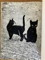 『CATS』ハードカバー写真集｜Hanns Reich編集／英語版猫写真集（1965年）