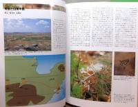 中国のチョウ : 海の向こうの兄弟たち　 函付き
