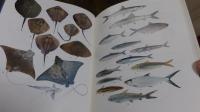 魚類図鑑 : 南日本の沿岸魚(益田一, 荒賀忠一, 吉野哲夫 著 ; 編纂