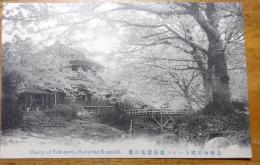 絵葉書　長崎中川郷　カルルス温泉　桜花の景