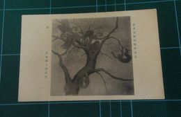 岩本鉄之助　猿　日本美術展覧会（絵葉書）1枚
