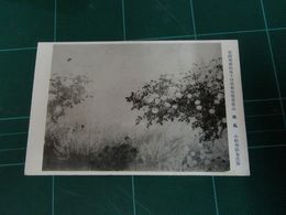 小松華影女　薫風　帝國美術院第10回美術展覧会（絵葉書）1枚