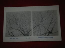 島田滴州　清香　帝國美術院第回5美術展覧会（絵葉書）1枚