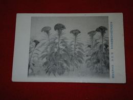 山本紅雲　?冠花　帝國美術院第5回美術展覧会（絵葉書）1枚