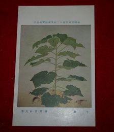 榊原苔山　午睡　帝國美術院第12回美術展覧会（絵葉書）1枚