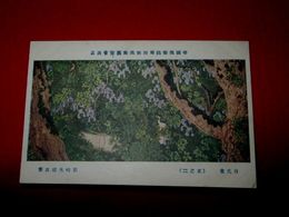 石崎光瑤　白孔雀（其2）帝國美術院第4回美術展覧会（絵葉書）1枚