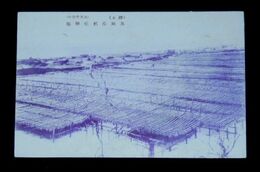 樺太　真岡棒鱈乾操場（絵葉書）1枚