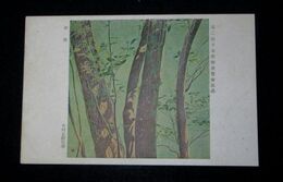 中村丘陵　樹陰　第2回日本美術展覧会（絵葉書）1枚