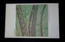中村丘陵　樹陰　第2回日本美術展覧会（絵葉書）1枚