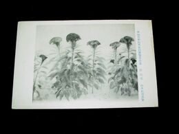 山本紅雲　?冠花　帝國美術院第5回美術展覧会（絵葉書）1枚