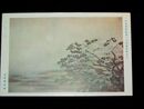 富取風堂　さくら　第16回日本美術院美術展覧会（絵葉書）1枚
