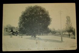 小樽　公園ノ風光（絵葉書）1枚