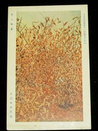 小山大月　冬日林叢　第11回日本美術院展覧会（絵葉書）1枚