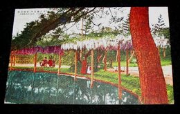 名古屋　中村公園　藤棚（絵葉書）1枚