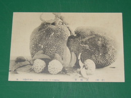 台湾　波羅密（絵葉書）1枚