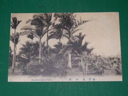 台湾　蕃界　擯椰樹（絵葉書）1枚