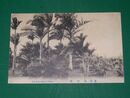 台湾　蕃界　擯椰樹（絵葉書）1枚