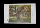 湯浅一郎　高遠公園　第11回二科美術展覧会（絵葉書）1枚