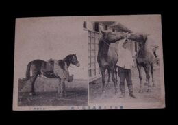 陸軍　愛馬及乗馬者鞭を拾う（絵葉書）1枚