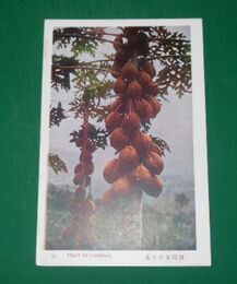 台湾名産木瓜（絵葉書）1枚
