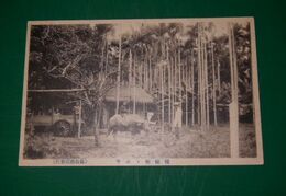 台湾　檳榔樹ト水牛（絵葉書）1枚