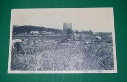 台湾　土人ノ稲刈（絵葉書）1枚