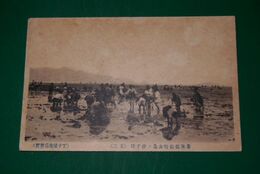 豊後佐伯　女島ノ汐干狩　其2（絵葉書）1枚