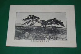 豊後　古戦場之天狗松（絵葉書）1枚