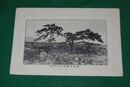 豊後　古戦場之天狗松（絵葉書）1枚