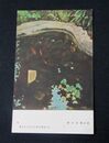 浅井政勝　池　第5回文部省美術展覧会（絵葉書）1枚