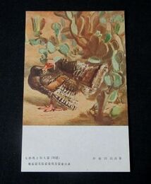 伊藤四郎　七面鳥と仙人掌　第5回文部省美術展覧会（絵葉書）1枚