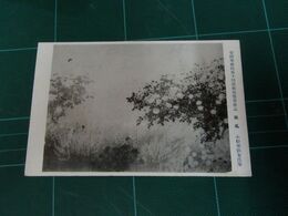 小松華影女　薫風　帝國美術院第10回美術展覧会（絵葉書）1枚