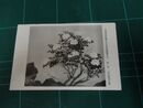金島桂華　牡丹　帝國美術院第9回美術展覧会（絵葉書）1枚