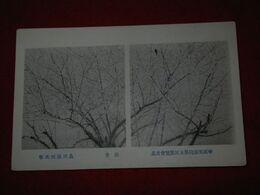 島田滴州　清香　帝國美術院第回5美術展覧会（絵葉書）1枚