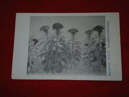山本紅雲　?冠花　帝國美術院第5回美術展覧会（絵葉書）1枚