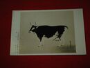 鈴木麻古等　乳牛　日本美術院第26回展覧会（絵葉書）1枚