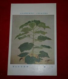 榊原苔山　午睡　帝國美術院第12回美術展覧会（絵葉書）1枚
