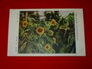 田辺至　向日葵　帝國美術院第1回美術展覧会（絵葉書）1枚