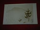 酒井三郎　山の春　多聞洞東西大家新作画家展覧（絵葉書）1枚