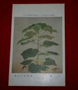 榊原苔山　午睡　帝國美術院第12回美術展覧会（絵葉書）1枚