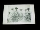 山本紅雲　?冠花　帝國美術院第5回美術展覧会（絵葉書）1枚