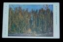 硲伊之助　冬の竹薮　第5回二科美術展覧会（絵葉書）1枚