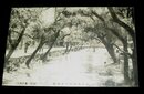 山口　後河原ノ千本桜（絵葉書）1枚