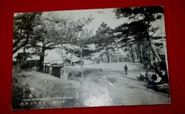 熊本　花岡山の桜花（絵葉書）1枚