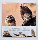 ふくろう