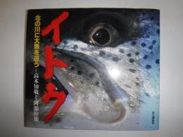 イトウ : 北の川に大魚を追う